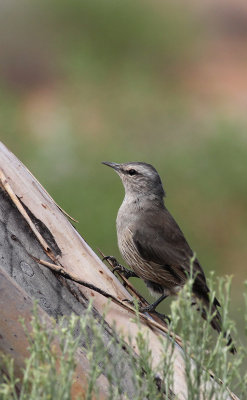 Brown Treecreeper