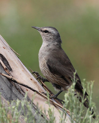 Brown Treecreeper