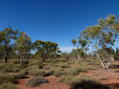 Spinifex 