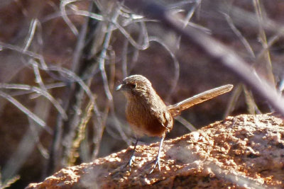 Kalkadoon Grasswren