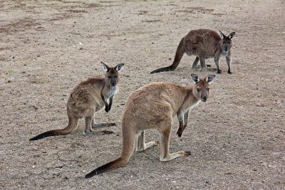 Western Grey Kangaroo (Kangaroo Island ssp)