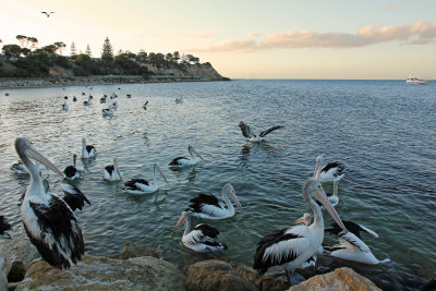 Australian Pelican 