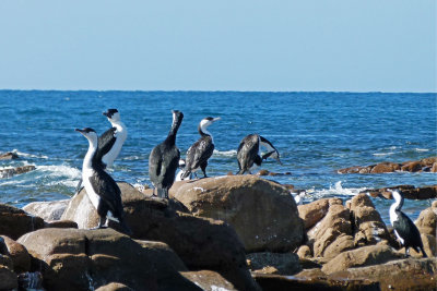 Black-faced Cormorant