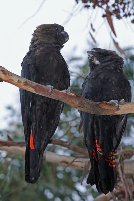 Glossy Black Cockatoo