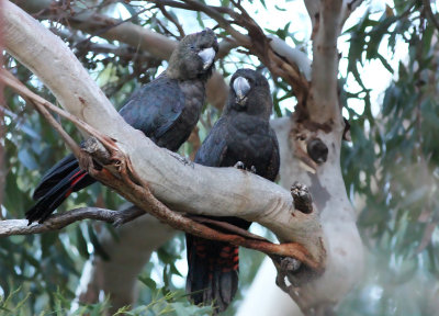Glossy Black Cockatoo
