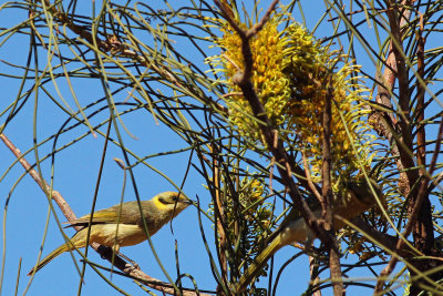 Grey-fronted Honeyeater