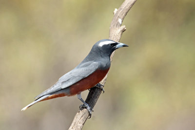White-browed Woodswallow