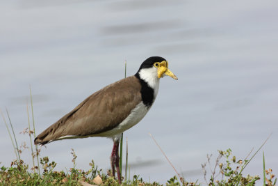 Masked Lapwing