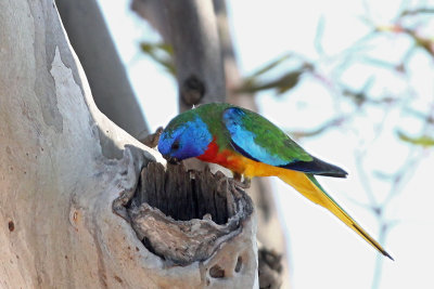 Scarlet-chested Parrot