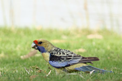 Yellow Rosella