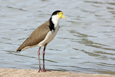 Masked Lapwing