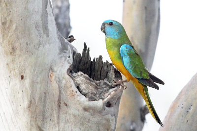 Scarlet-chested Parrot