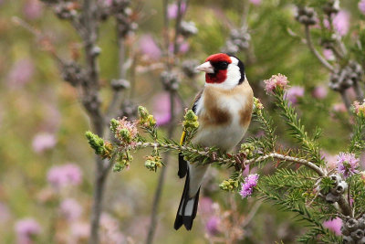 Goldfinch