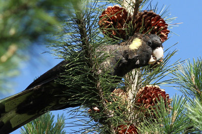 Yellow-tailed Black Cockatoo