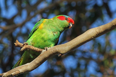 Musk Lorikeet