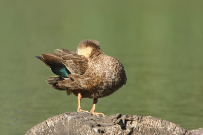 Pacific Black Duck