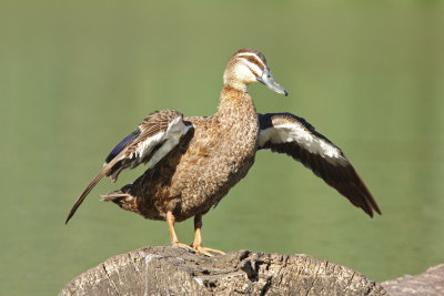 Pacific Black Duck