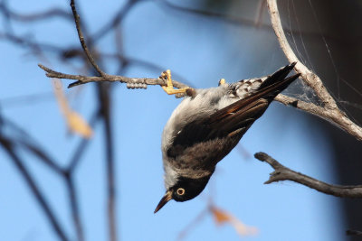 Varied Sittella