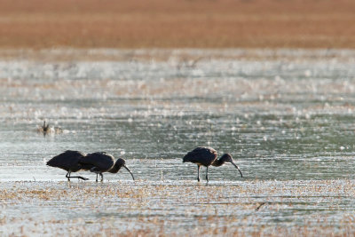 Glossy Ibis