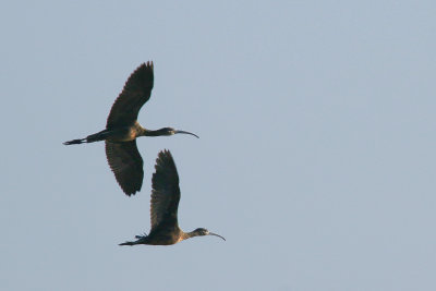 ibises