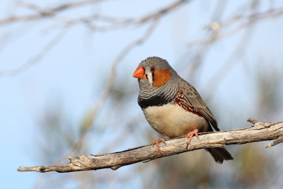 Zebra Finch