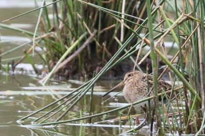 snipes_dowitchers