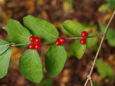 Lonicera species (Honeysuckle Shrub)