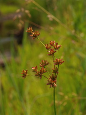 Juncus acuminatus (Sharp-Fruited Rush)