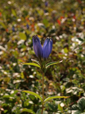 Gentiana linearis (Narrow-Leaved Gentian)