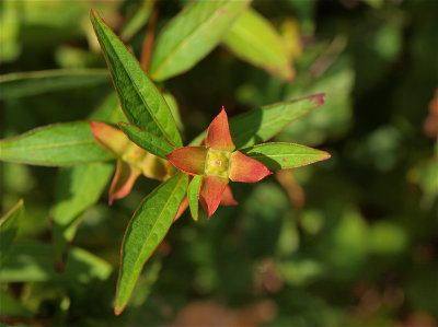 Ludwigia alternifolia (Smooth Seedbox)