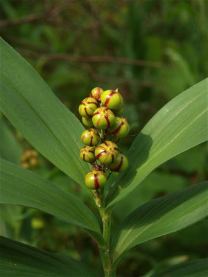 Maianthemum stellatum (Starry False Solomon’s-Seal)