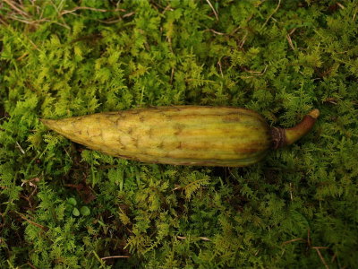 Liriodendron tulipifera (Tulip-Tree)