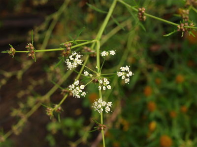 Cicuta bulbifera (Bulb-Bearing Water-Hemlock)