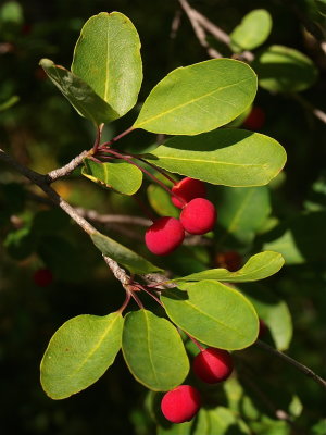 Ilex mucronata (Catberry)
