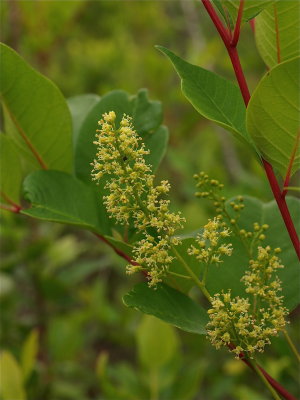 Toxicodendron vernix (Poison Sumac)