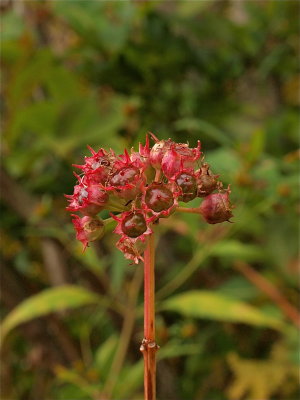 Decodon verticillatus (Swamp Loosestrife)