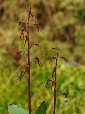 Neottia bifolia (Southern Twayblade)