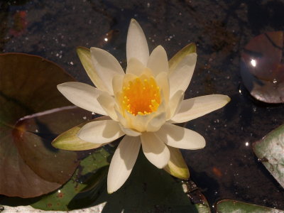 Nymphaea odorata (Fragrant Water-Lily)