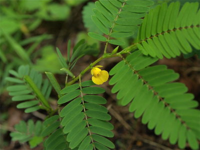 Chamaecrista nictitans (Sensitive Plant)