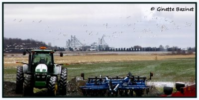 C'est le retour des oies blanches, elles sont effectivement plus jolies  voir que les oiseaux noirs.