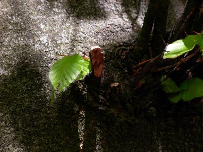 DSCN4483.JPG