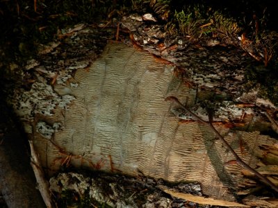 DSCN4580.JPG