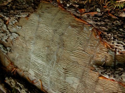 DSCN4590.JPG