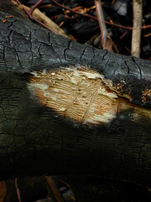 DSCN4624.JPG