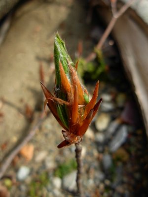DSCN4704.JPG