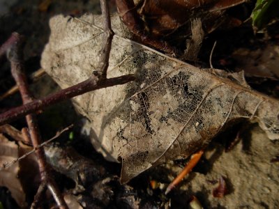 DSCN4732.JPG