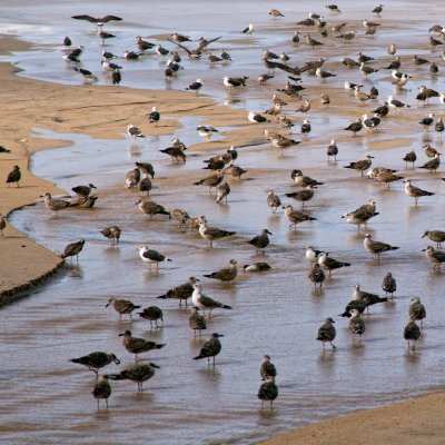 Costa do Prata