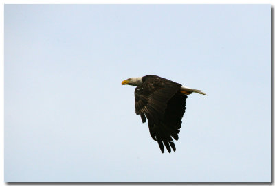 D800 Wildlife @ BlackHill