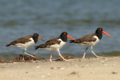DSC_3553_cropped.jpg