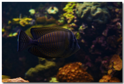 Baltimore Aquarium